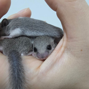 피그미 다람쥐 새끼 분양합니다. (생후 3주차) 이미지