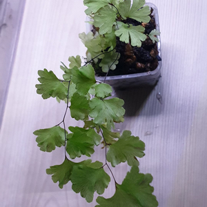 아디안텀 멤브라니폴리움