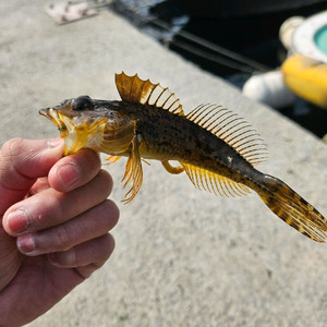 야마하 에어록스 삽니다 이미지