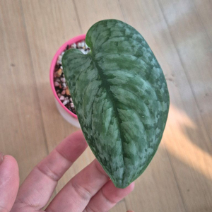 스킨답서스 실버클라우드