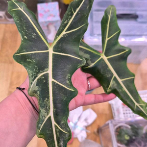 알로카시아 사리안 바리에가타