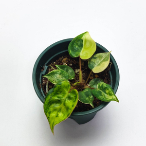 필로덴드론 빌리에티에 바리에가타 5종류