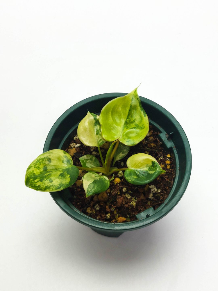 필로덴드론 빌리에티에 바리에가타 5종류 이미지