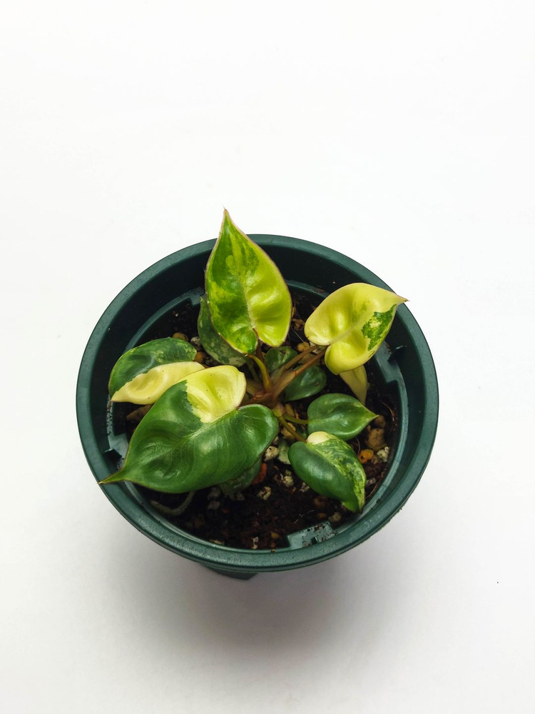 필로덴드론 빌리에티에 바리에가타 5종류 이미지