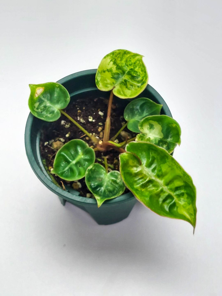 필로덴드론 빌리에티에 바리에가타 5종류 이미지