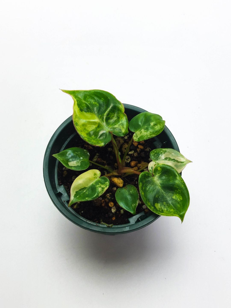 필로덴드론 빌리에티에 바리에가타 5종류 이미지