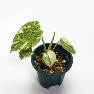 몬스테라 델리시오사 그린스노우 3종류