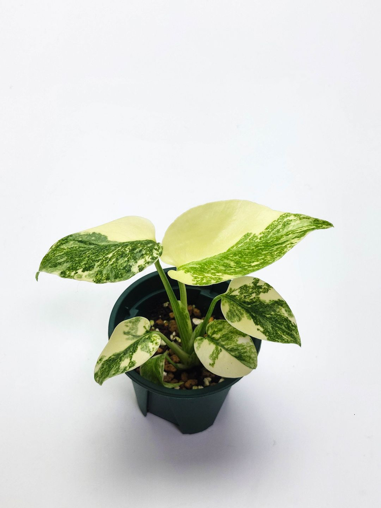 몬스테라 델리시오사 그린스노우 3종류 이미지