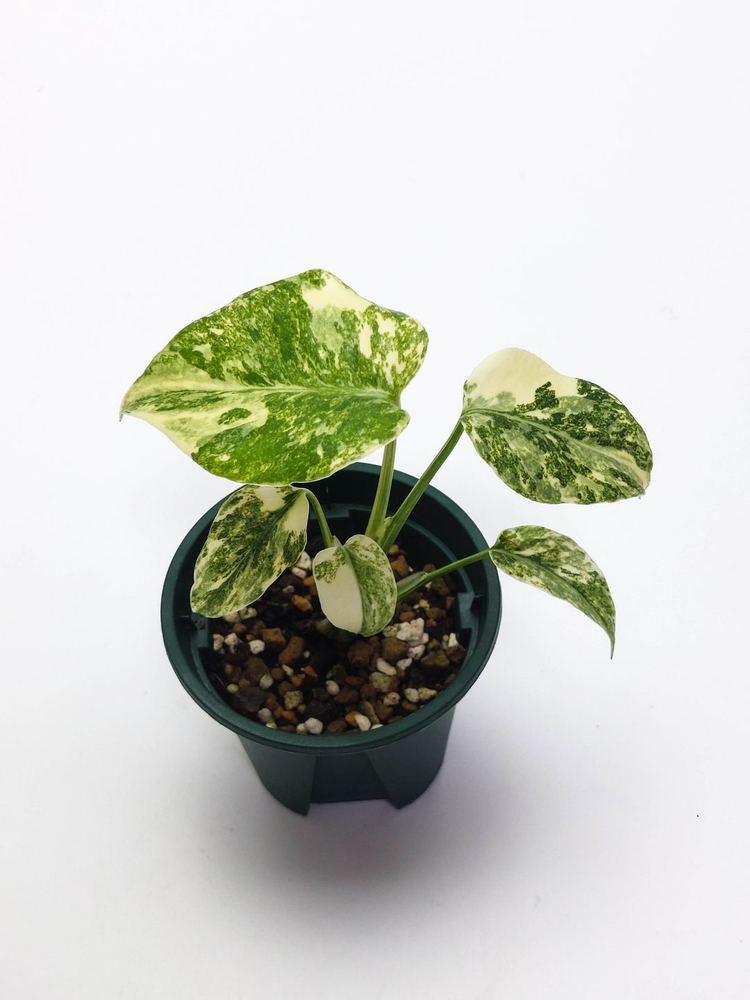 몬스테라 델리시오사 그린스노우 3종류 이미지