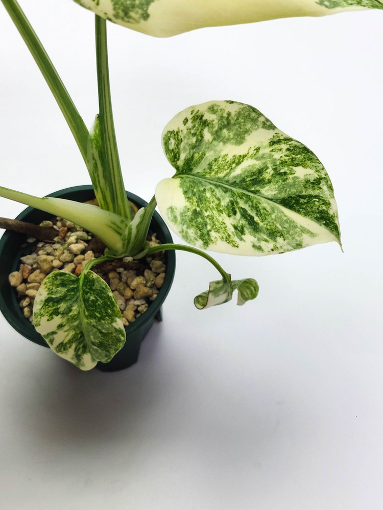 몬스테라 델리시오사 레거시 이미지