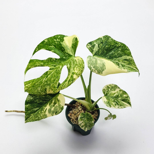 몬스테라 델리시오사 레거시