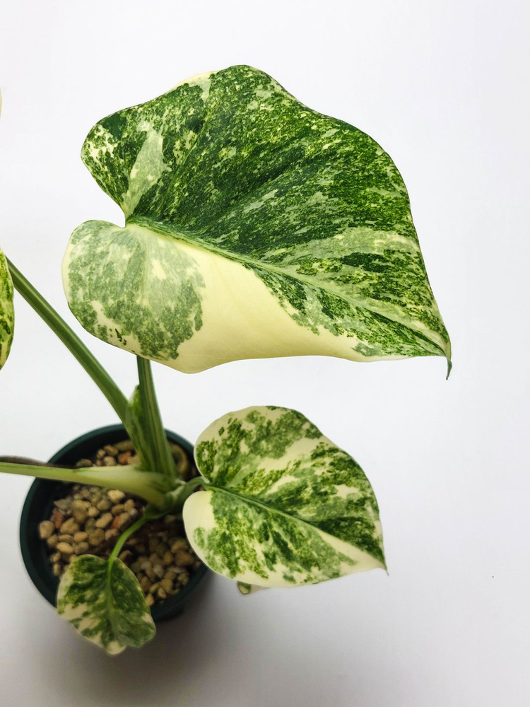 몬스테라 델리시오사 레거시 이미지