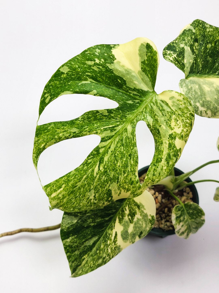 몬스테라 델리시오사 레거시 이미지