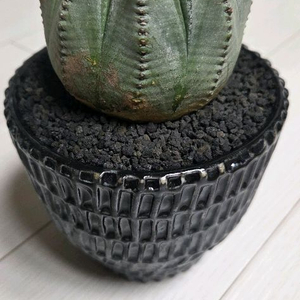 백오베사 팝니다.