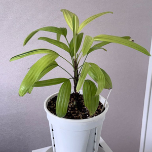 관음죽 만월지보+동해금