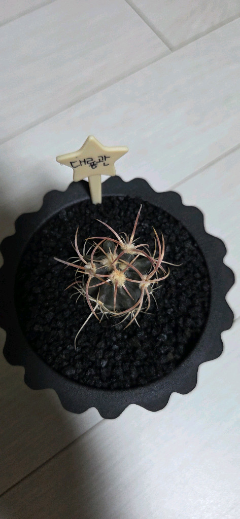 대룡관 분포함 팝니다.--1