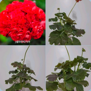 j넬라판타지아 팬시 제라늄
