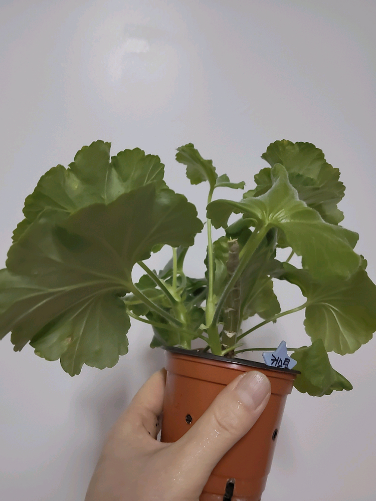 예거서스모스터커스틴 제라늄 4촉 이미지