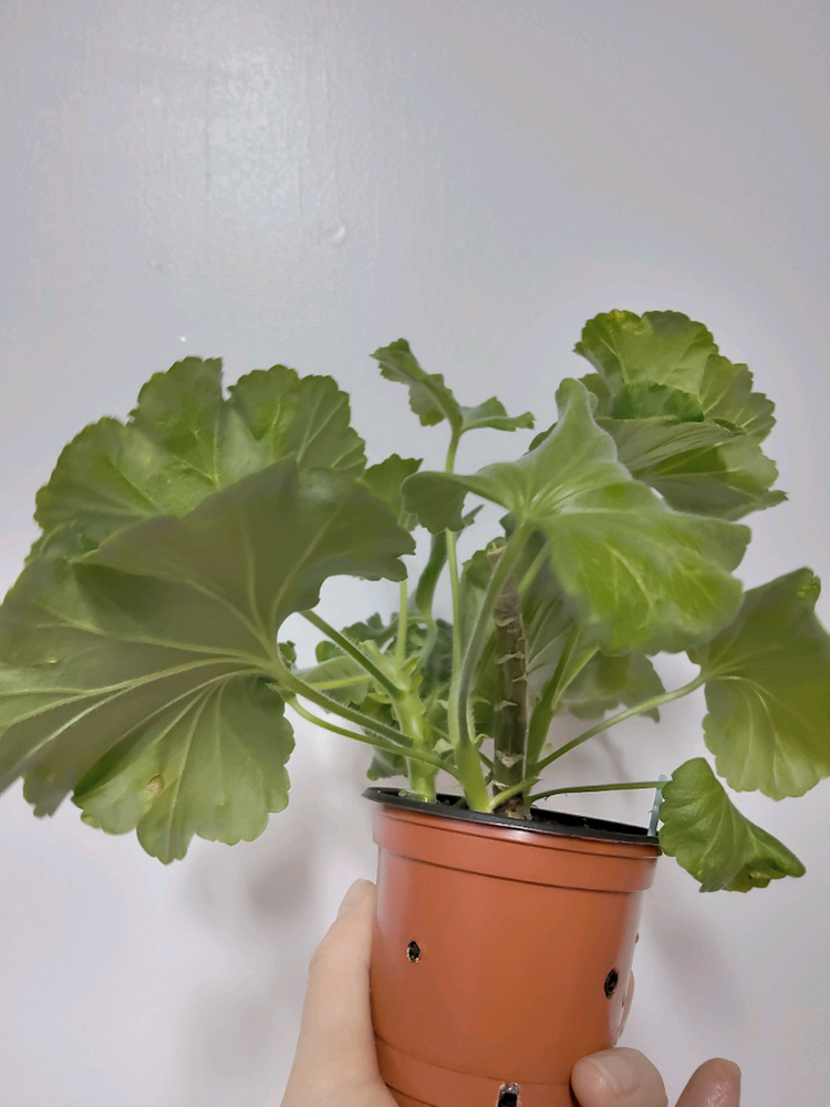 예거서스모스터커스틴 제라늄 4촉 이미지