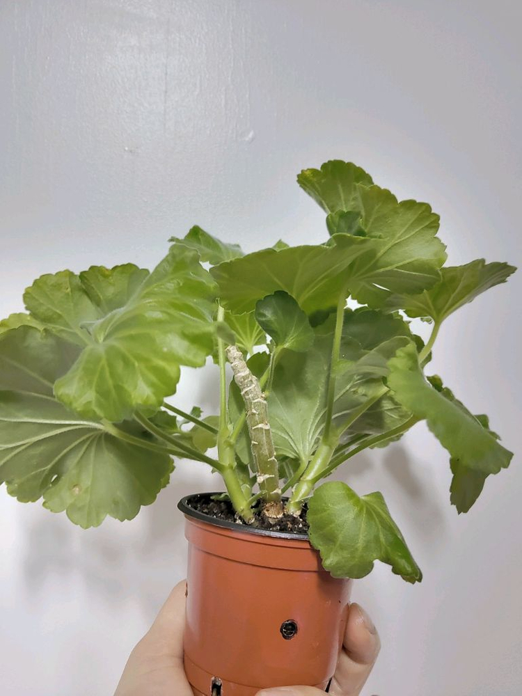 예거서스모스터커스틴 제라늄 4촉 이미지