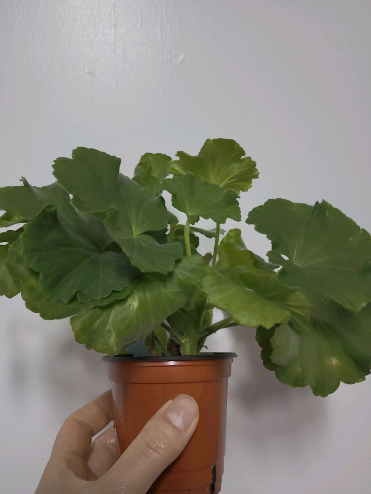 예거서스모스터커스틴 제라늄 4촉 이미지