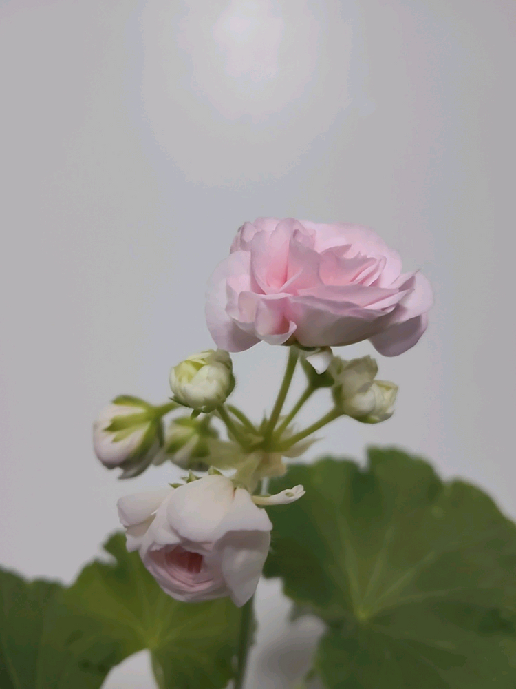 예거서스모스터커스틴 제라늄 4촉 이미지