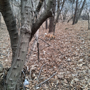 양평 단월괘일산 고로쇠수액(1.5리터x6병)