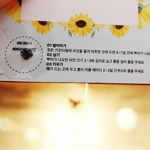 테디베어 해바라기 씨앗