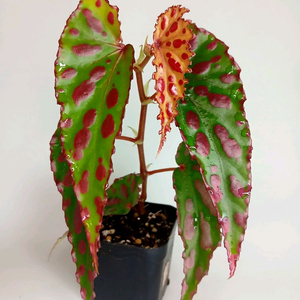 베고니아 핑크라바