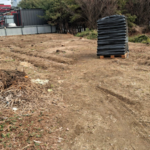 소나무 자른쪼가리 13그루 분당