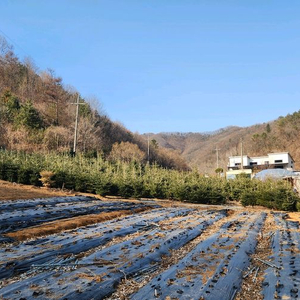 구상나무, 전나무 판매