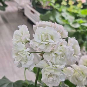 제라늄. 시크카펠라