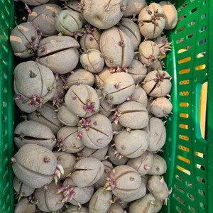 당일판매. 수미 씨감자 판매합니다.