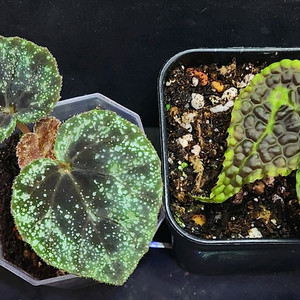 베고니아2종일괄/커티시도트&u690