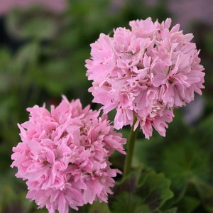 캔디프러스도넛, 진커스 제라늄