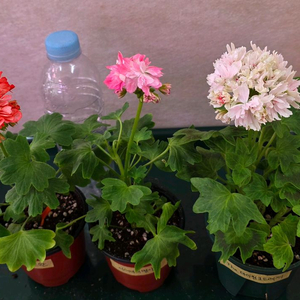 이샤스완 제라늄 3종