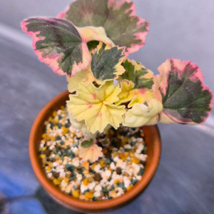 제라늄 p 레이비드 웰