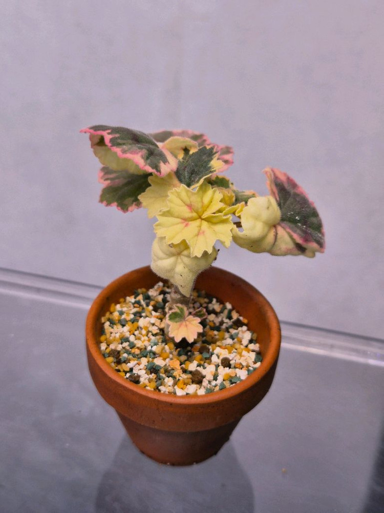 제라늄 p 레이비드 웰--1