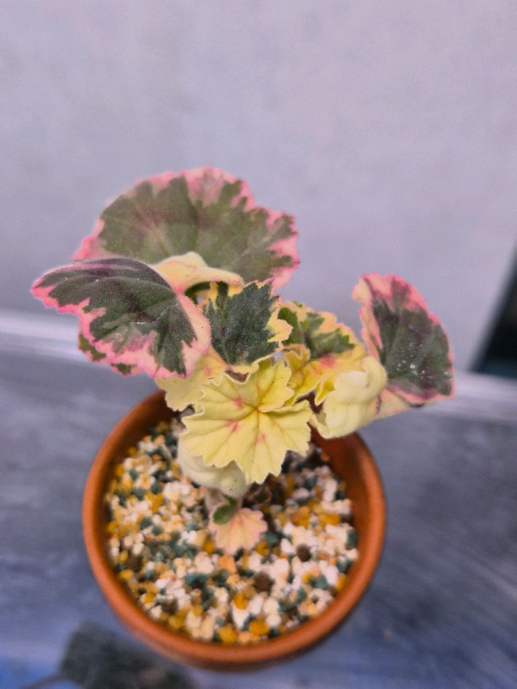 제라늄 p 레이비드 웰--2