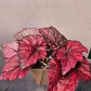 베고니아 잉카파이어