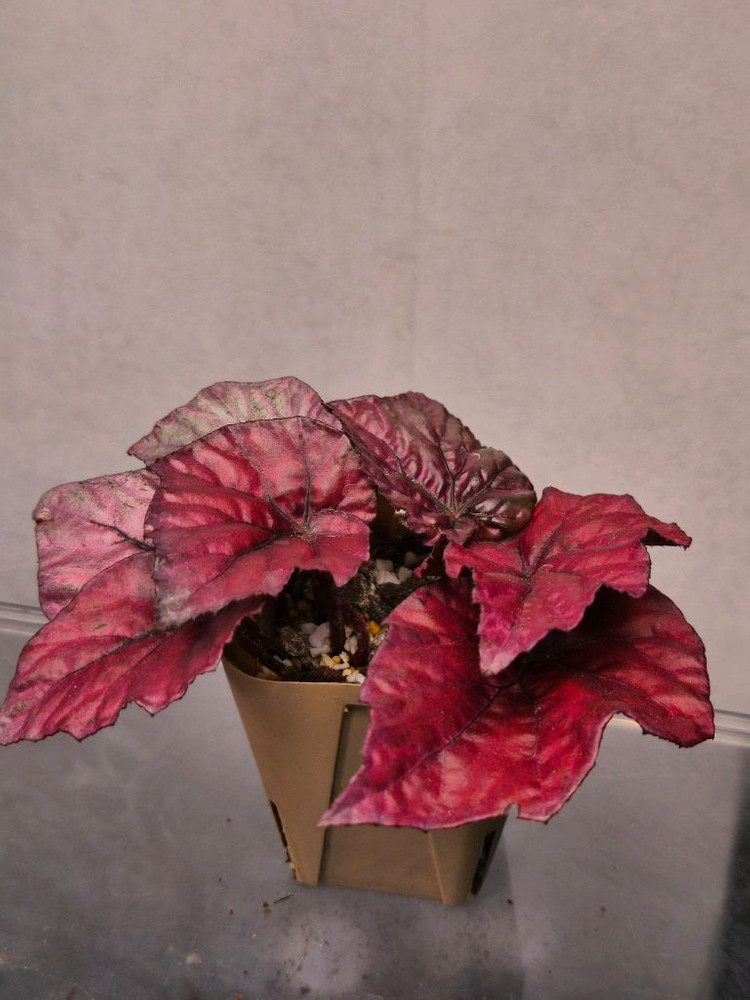 베고니아 잉카파이어--1