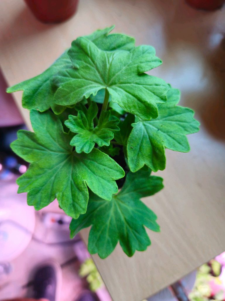 수채화바람 스텔라제라늄--1