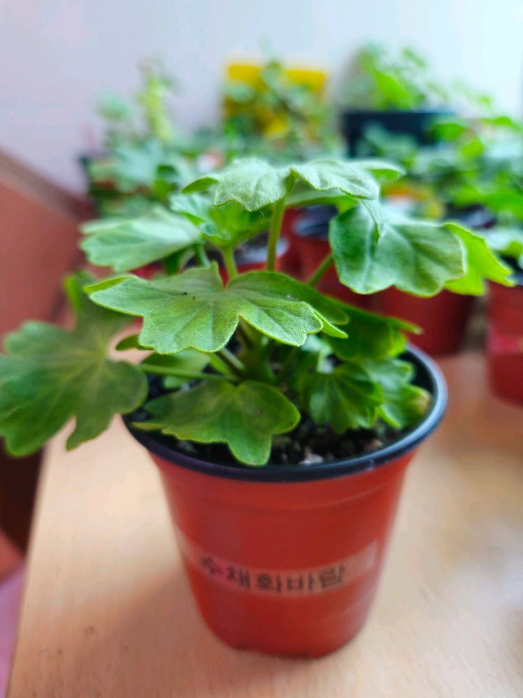 수채화바람 스텔라제라늄--2