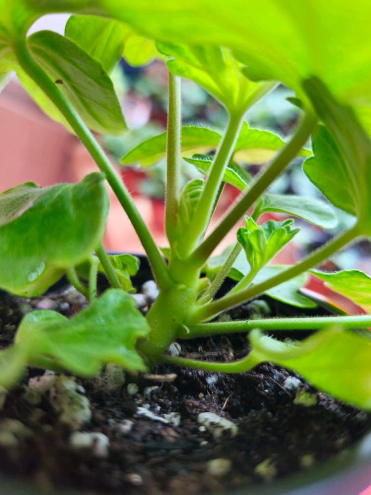 수채화바람 스텔라제라늄--3