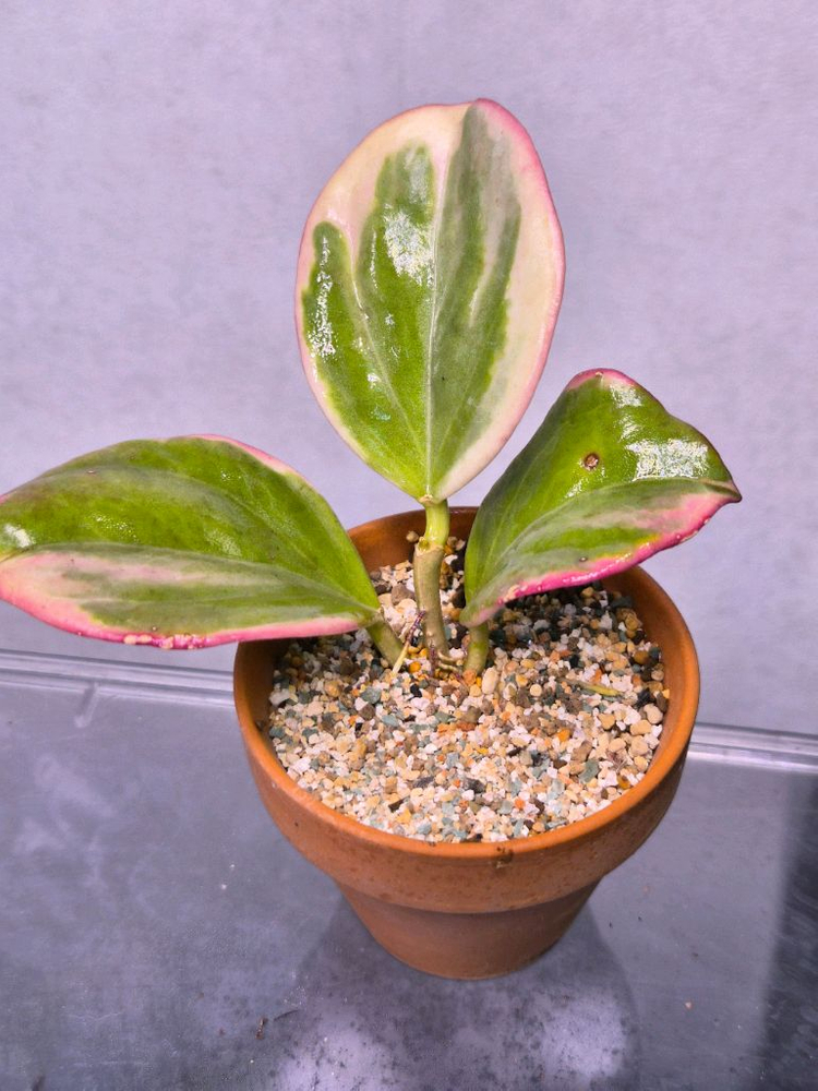 호야 파라알보--1