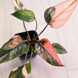 삼각 핑크 호말로메나 바리에가타