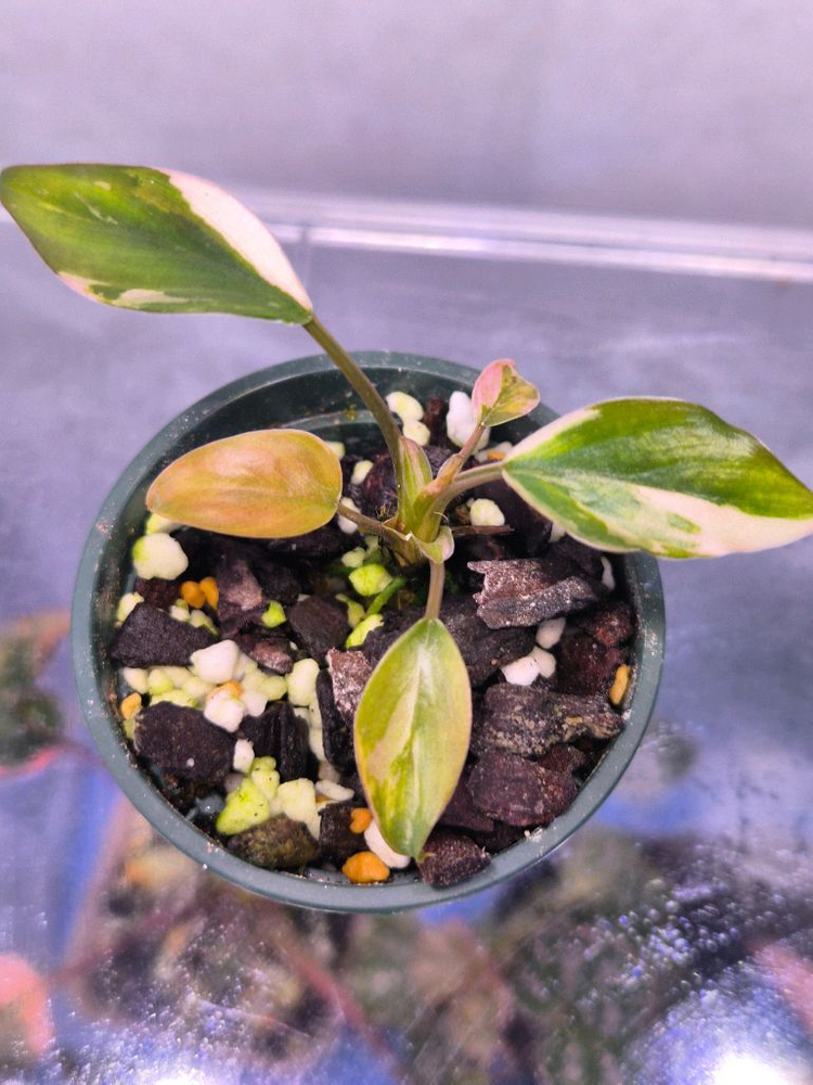 삼각 핑크 호말로메나 바리에가타--1