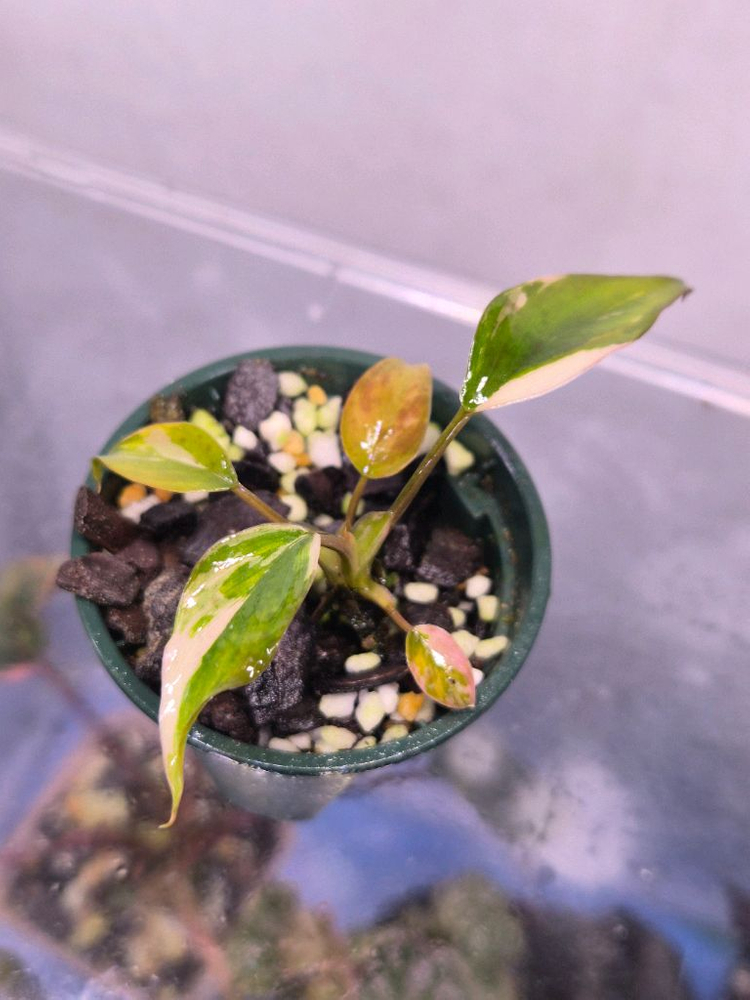 삼각 핑크 호말로메나 바리에가타--2