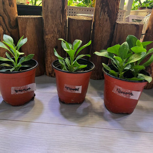 겹데모루 3종 세트