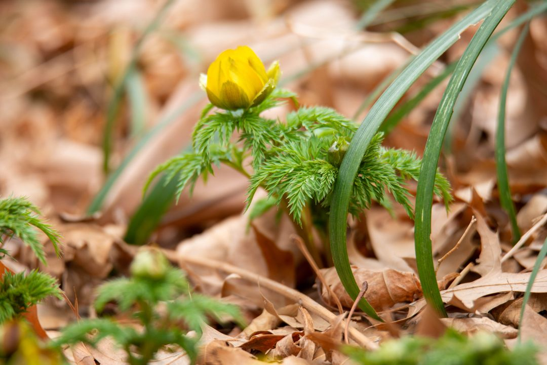 탐론 SP 150-600mm F5-6.3 USD DI VC 니콘용 렌즈 팝니다--8